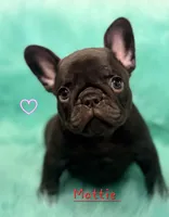 Mattie, a female French Bulldog for sale in Citronelle, AL – 2 of 5