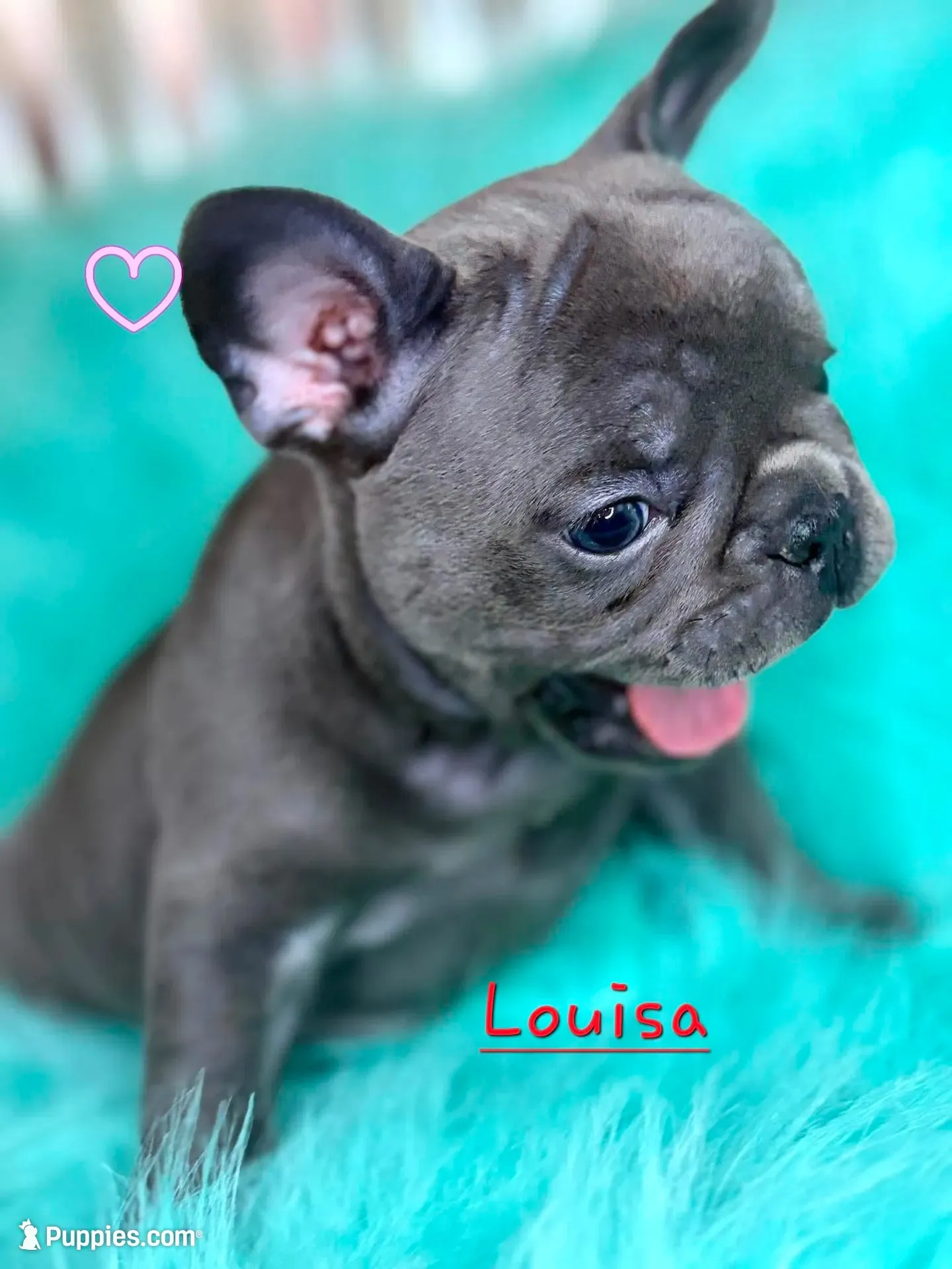Louisa, a female French Bulldog for sale in Citronelle, AL – 7 of 10