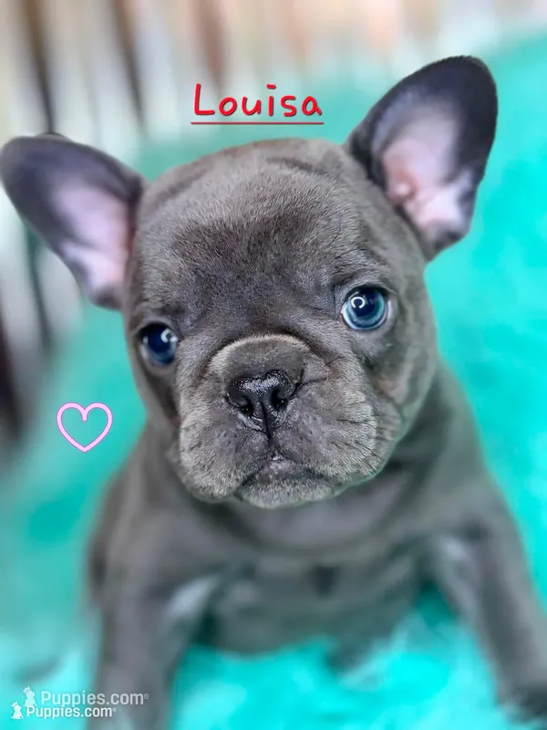Louisa – French Bulldog puppy for sale in Citronelle, AL