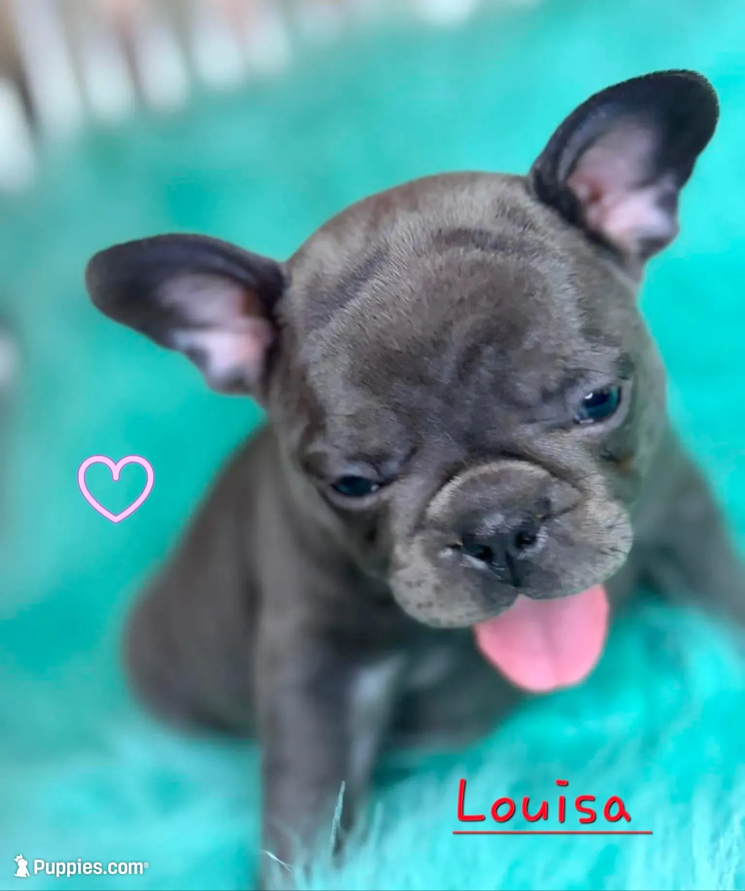 Louisa, a female French Bulldog for sale in Citronelle, AL – 4 of 10
