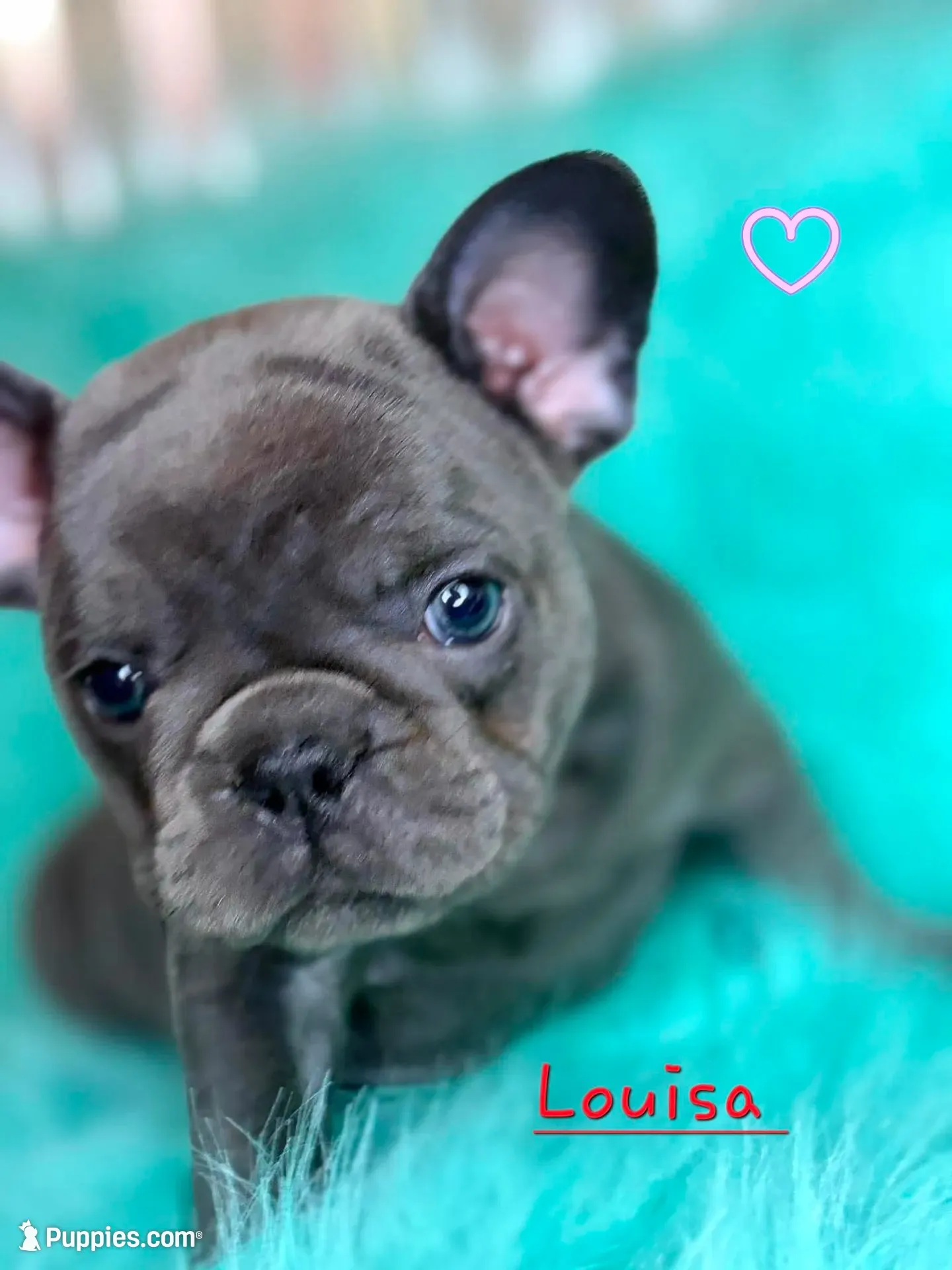 Louisa, a female French Bulldog for sale in Citronelle, AL – 8 of 10
