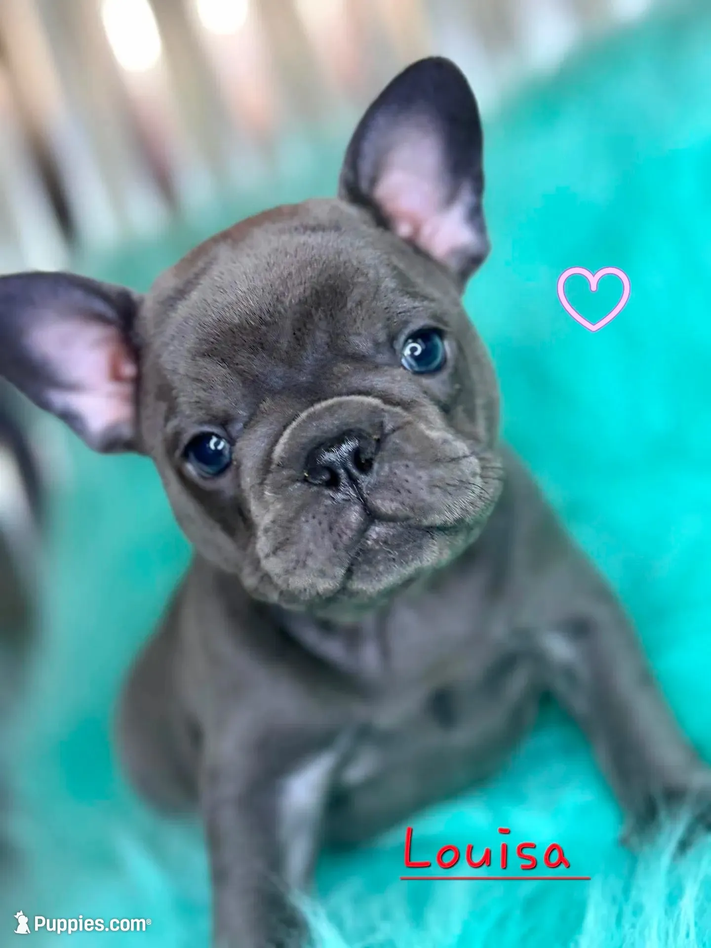 Louisa, a female French Bulldog for sale in Citronelle, AL – 10 of 10
