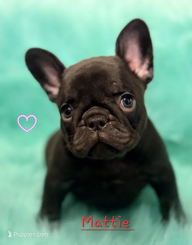 Mattie – French Bulldog puppy for sale in Citronelle, AL