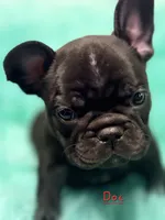 Doc, a male French Bulldog for sale in Citronelle, AL – 8 of 10