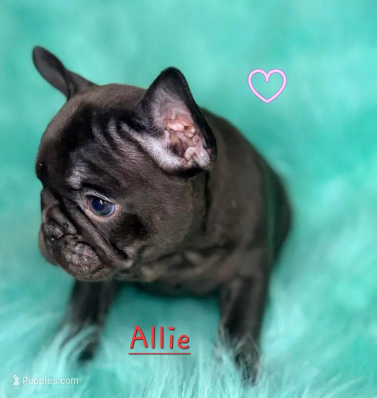 Allie – French Bulldog puppy for sale in Citronelle, AL