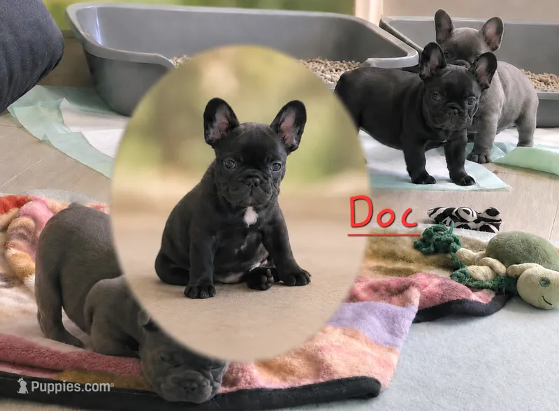 Doc – French Bulldog puppy for sale in Citronelle, AL