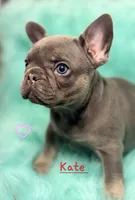 Kate, a female French Bulldog for sale in Citronelle, AL – 10 of 10