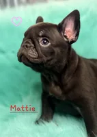 Mattie, a female French Bulldog for sale in Citronelle, AL – 5 of 5