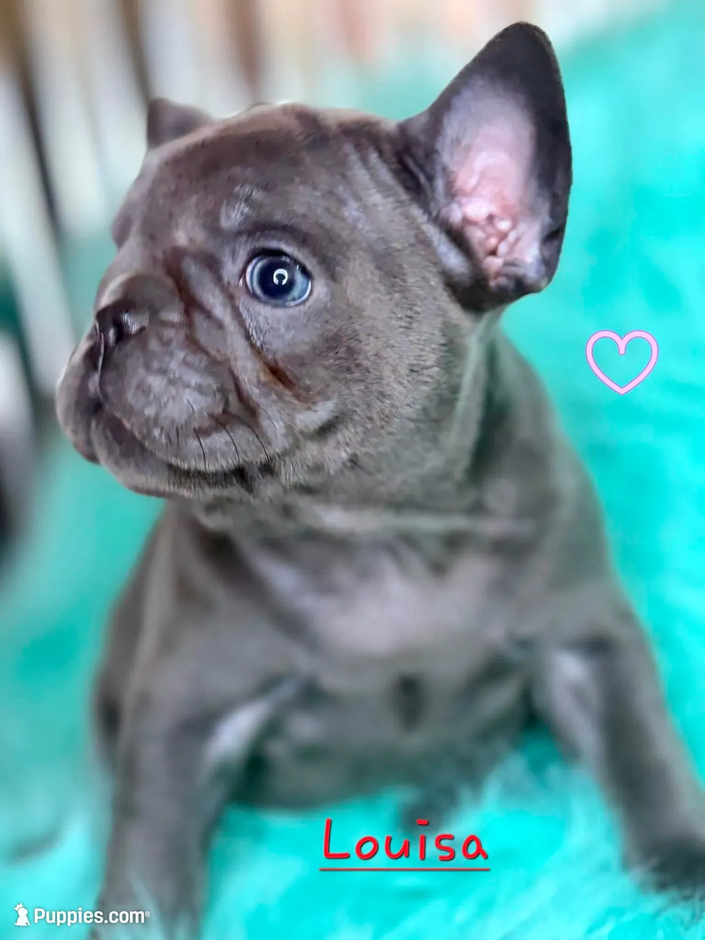Louisa, a female French Bulldog for sale in Citronelle, AL – 2 of 10