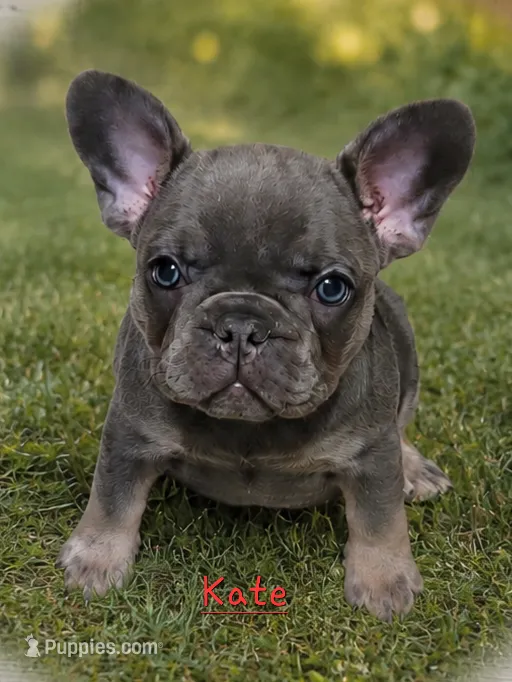 Kate – French Bulldog puppy for sale in Citronelle, AL