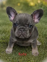 Kate, a female French Bulldog for sale in Citronelle, AL – 1 of 10
