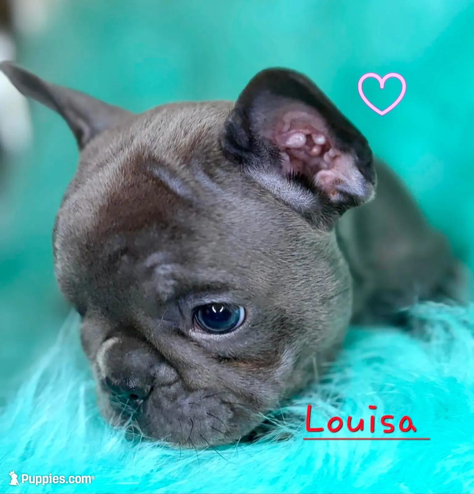 Louisa, a female French Bulldog for sale in Citronelle, AL – 9 of 10