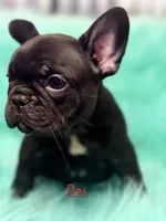 Doc, a male French Bulldog for sale in Citronelle, AL – 5 of 10
