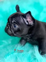 Ringo, a male French Bulldog for sale in Citronelle, AL – 3 of 9