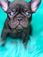 Allie, a female French Bulldog for sale in Citronelle, AL – 7 of 10