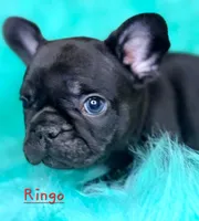 Ringo, a male French Bulldog for sale in Citronelle, AL – 2 of 9
