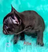Allie, a female French Bulldog for sale in Citronelle, AL – 2 of 10