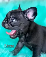 Ringo, a male French Bulldog for sale in Citronelle, AL – 4 of 9