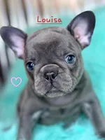 Kate, a female French Bulldog for sale in Citronelle, AL – 2 of 10