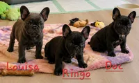 Ringo, a male French Bulldog for sale in Citronelle, AL – 9 of 9