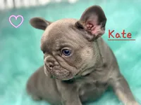 Kate, a female French Bulldog for sale in Citronelle, AL – 6 of 10