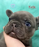 Kate, a female French Bulldog for sale in Citronelle, AL – 7 of 10