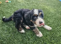 Audrey Hepburn, a female Bernedoodle for sale in Knoxville, TN – 3 of 10