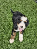 Brigitte Bardot, a female Bernedoodle for sale in Knoxville, TN – 5 of 7