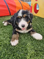 Audrey Hepburn, a female Bernedoodle for sale in Knoxville, TN – 10 of 10