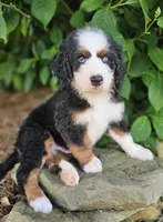 John Wayne-blue eye, a male Bernedoodle for sale in Knoxville, TN – 5 of 10