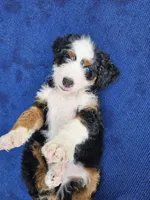 John Wayne-blue eye, a male Bernedoodle for sale in Knoxville, TN – 4 of 10