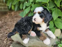 Brigitte Bardot, a female Bernedoodle for sale in Knoxville, TN – 2 of 7