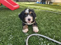 Audrey Hepburn, a female Bernedoodle for sale in Knoxville, TN – 7 of 10