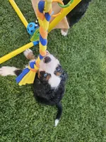 John Wayne-blue eye, a male Bernedoodle for sale in Knoxville, TN – 9 of 10