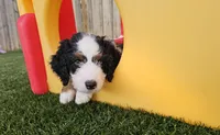 John Wayne-blue eye, a male Bernedoodle for sale in Knoxville, TN – 8 of 10