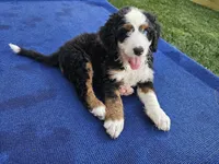 John Wayne-blue eye, a male Bernedoodle for sale in Knoxville, TN – 10 of 10