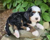 Brigitte Bardot, a female Bernedoodle for sale in Knoxville, TN – 6 of 7