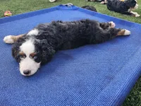 John Wayne-blue eye, a male Bernedoodle for sale in Knoxville, TN – 7 of 10