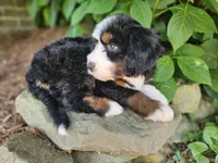 Audrey Hepburn, a female Bernedoodle for sale in Knoxville, TN – 5 of 10