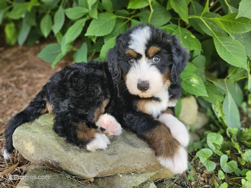 Audrey Hepburn – Bernedoodle puppy for sale in Knoxville, TN