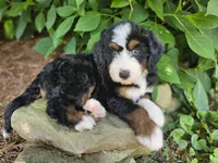 Audrey Hepburn, a female Bernedoodle for sale in Knoxville, TN – 1 of 10