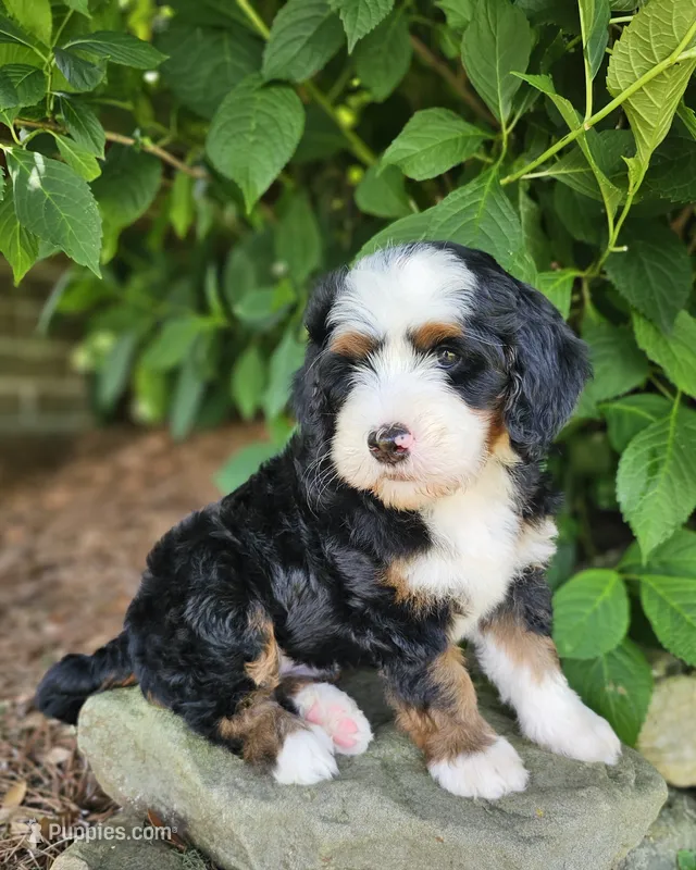 Brigitte Bardot – Bernedoodle puppy on hold in Knoxville, TN
