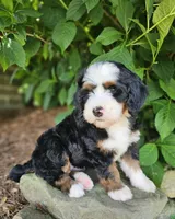 Brigitte Bardot, a female Bernedoodle for sale in Knoxville, TN – 1 of 7