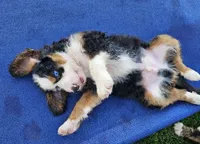 John Wayne-blue eye, a male Bernedoodle for sale in Knoxville, TN – 2 of 10
