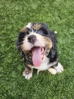 Audrey Hepburn, a female Bernedoodle for sale in Knoxville, TN – 4 of 10