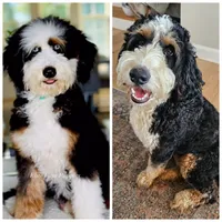 Brigitte Bardot, a female Bernedoodle for sale in Knoxville, TN – 7 of 7