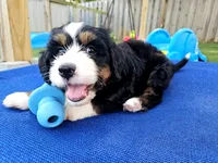 Audrey Hepburn, a female Bernedoodle for sale in Knoxville, TN – 2 of 10