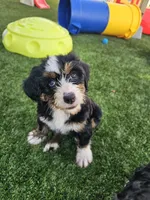 Audrey Hepburn, a female Bernedoodle for sale in Knoxville, TN – 8 of 10