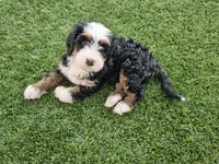 Brigitte Bardot, a female Bernedoodle for sale in Knoxville, TN – 4 of 7