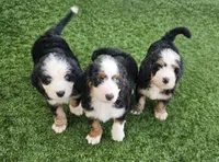 John Wayne-blue eye, a male Bernedoodle for sale in Knoxville, TN – 3 of 10